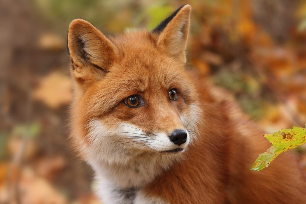 Fox in the autumn forest